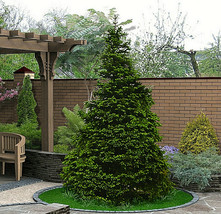 ArfanJaya 50 Norway Green Spruce Seeds Christmas Trees (Picea Abies) - £7.72 GBP