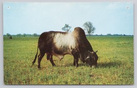 American Brahman Bull Grazing In Field Agricultural Texas Vintage Postcard - £11.14 GBP