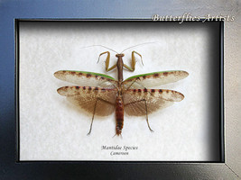 Real African Praying Mantis Mantidae Species Entomology Collectible In S... - $79.99