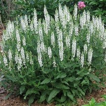 US Seller 50 White Sage Salvia Flower Seeds Fast Shipping - £10.21 GBP