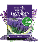 1500 English Lavender Seeds for Planting Outdoors or Indoors, 90% Germin... - €9,22 EUR