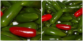 Serrano Hot Pepper Plant - Great for Salsa! - 2.5&quot; Pot - £26.37 GBP