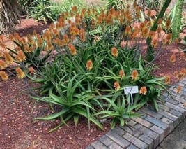 Aloe Camperi Flowering Succulent Fast Growing 10 seeds  - £10.78 GBP