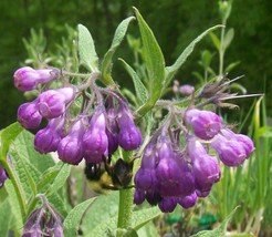 10 Heirloom Comfrey Plants from my Indiana Homestead Garden, Grown &quot;Orga... - €38,24 EUR