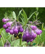 10 Heirloom Comfrey Plants from my Indiana Homestead Garden, Grown &quot;Orga... - $61.74 CAD