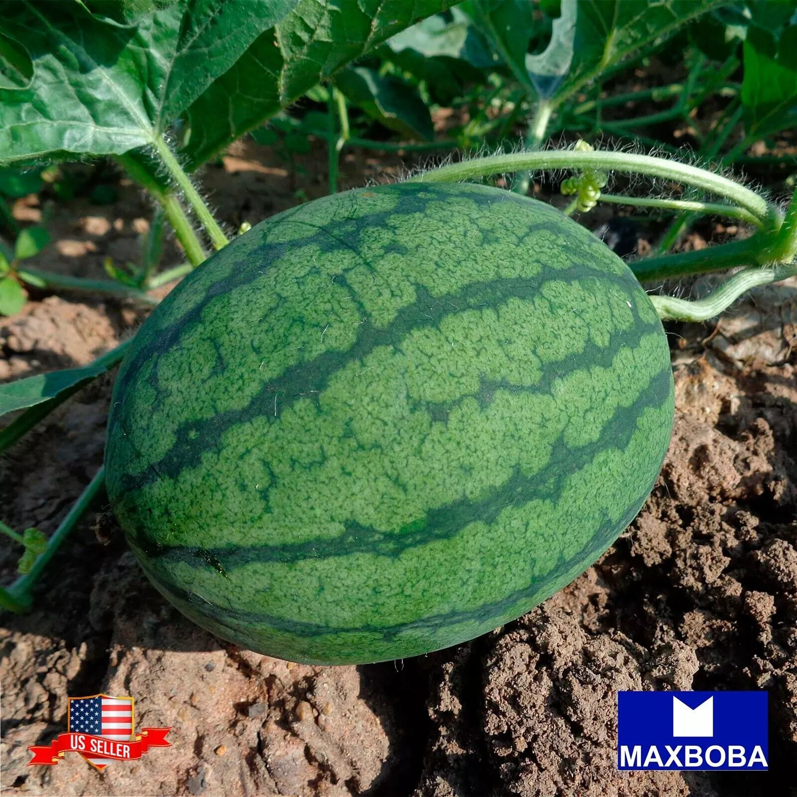 Fresh!!Watermelon Seeds - Sugar Baby Non-GMO / Heirloom / Garden - $8.32
