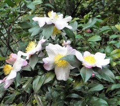 5 Tea Plant Black &amp; Green Drinking Tea Camellia Sinensis Tree Shrub Flower Seeds - £6.43 GBP