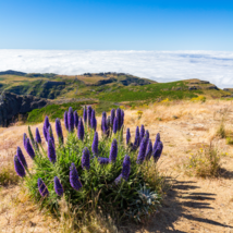 Big Outdoor Plants Pride of Madeira Echium Fastuosum 100 PCS Seeds - £9.15 GBP