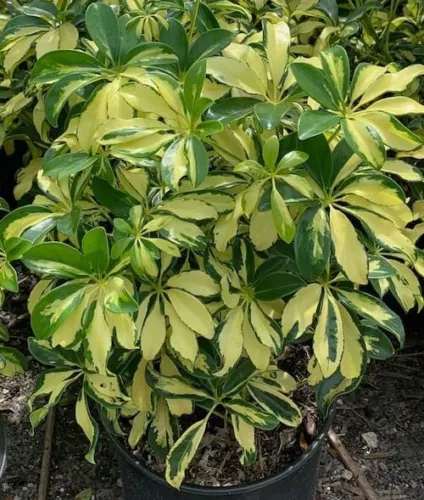 Trinette Variegated Schefflera Live Plants Arboricola Umbrella Tree 1012... - $13.08