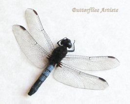 Neotropical Dragonlet Erythrodiplax Connata Dragonfly Framed Entomology ... - £41.63 GBP