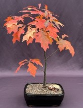 Pin Oak Bonsai Tree   (&#39;quercus palustris&#39;)  - £62.73 GBP