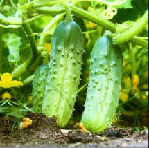 Grow In US Cucumber National Pickling 30 Vegetable Seed Organic Heirloom Non-Gmo - £6.19 GBP