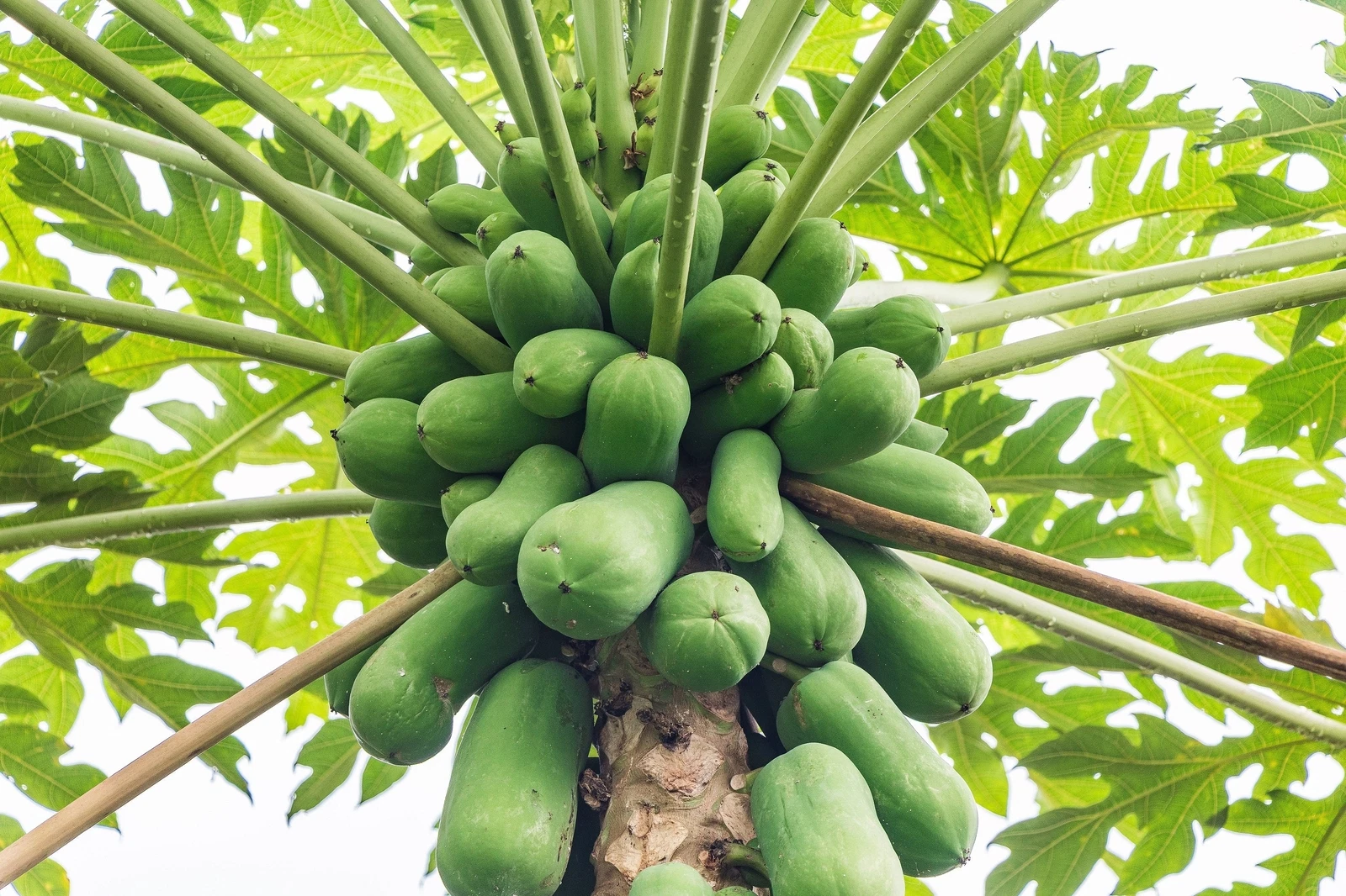 30 PAPAYA MELON Fruit TREE Carica Papaya Seeds - $13.80 CAD