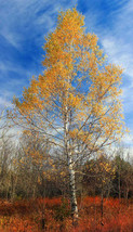 FREE SHIPPING Betula papyrifera White Paper Birch Canoe Birch 100 Seeds - £11.58 GBP