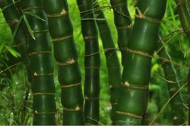 50 fo du zhu bamboo seeds privacy climbing garden clumping shade screen thumb200