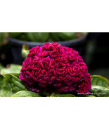 BRN Exotic Celosia Cristata Crested Pink Flowering Amish Cock&#39;S 15 Seeds... - $340.61 MXN