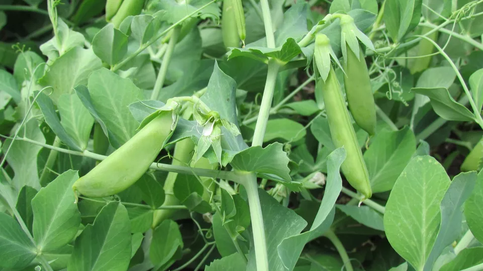 KingStore 12 Cascadia Snap Pea Early And Compact Heirloom Planting Seeds - £7.60 GBP