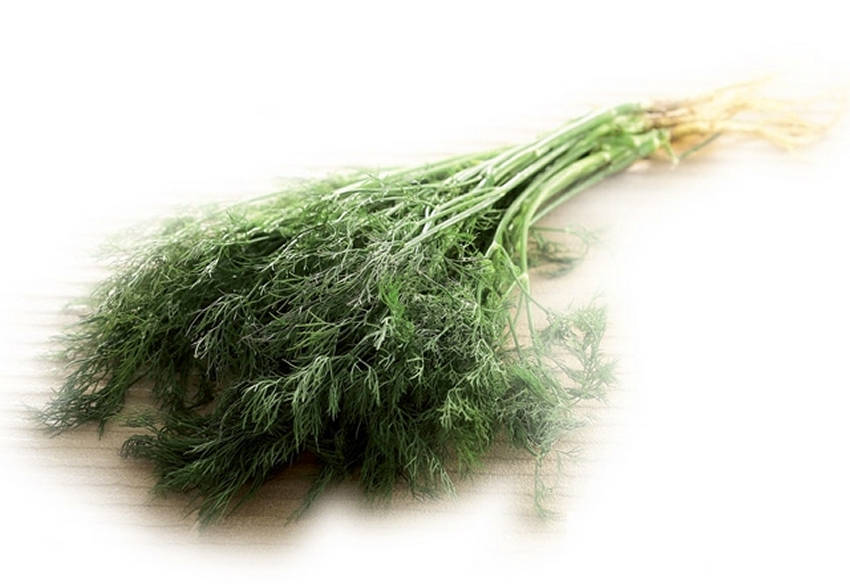 Thai Dill, Pak Chee Lao Dill from Thailand ANETHUM GRAVEOLENS Herb - $2.35