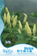 Heirloom Wild White Hot Tabasco Chili Pepper Organic Original Pack 60 - £6.73 GBP