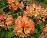 HONEY BUTTER~Azalea Rhododendron Starter plant - £31.19 GBP
