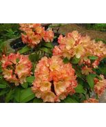 HONEY BUTTER~Azalea Rhododendron Starter plant - £31.14 GBP