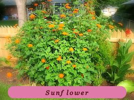 6080 sunflower pop thumb200