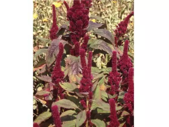 USA Seller FreshRed Cathedral Amaranth 30 Seeds Tall Flowers Easy To Grow - $13.78