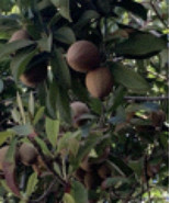 Sapodilla (10 seeds) sapota, chico, chikoo, naseberry, or nispero - $13.66 CAD