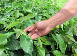 Papau New Guinea Y1 Green Unroasted Coffee 5 lb - £24.07 GBP