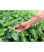 Papau New Guinea Y1 Green Unroasted Coffee 5 lb - $729.49 MXN