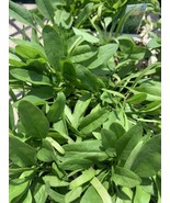 1 Organic Spinach 4 Inches Pot - £3.91 GBP