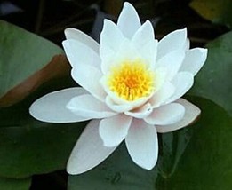 WATER LILY WHITE FLOWERS COLOSEA TUBER -  LivE  FREE SHIPPING !!!!!!!! - $19.79