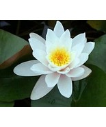 WATER LILY WHITE FLOWERS COLOSEA TUBER -  LivE  FREE SHIPPING !!!!!!!! - $27.15 CAD