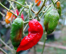 Ghost Pepper (Bhut Jolokia) Heirloom Seeds Free Shipping - $3.79