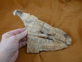 (G471-100) 9&quot; Gator ALLIGATOR hide scrap leather skin piece croc craft s... - $12.19