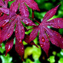 &quot;Bloodgood&quot; Red Japanese Maple Tree 5 Seeds - £10.81 GBP