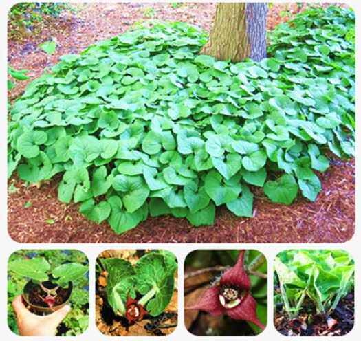 Wild Ginger Asarum Canadense Seeds Aka Canadian Ginger - $9.99