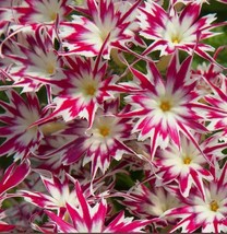 SD 20 Nodding Catchfly Flower Butterfly Magnet Seeds Peppermint Fast Grow - $13.44