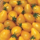 Primary image for Yellow Pear Tomato Seeds 100 Ct Vegetable Garden HEIRLOOM NON-GMO 