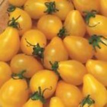 Yellow Pear Tomato Seeds 100 Ct Vegetable Garden HEIRLOOM NON-GMO  - £6.52 GBP
