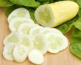 1 Pack 100 White Cucumber Seeds Cuke Cucumis Vegetable Seed Organic Heir... - $4.11