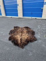 Real Buffalo / Bison Fresh Tanned  Taxidermy Rug Hide Brand New - £786.91 GBP