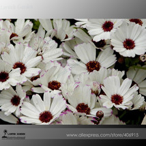 Heirloom Florists Cineraria F1 Flower Seeds(Pericallis hybrida) Brown Heart Whit - £6.35 GBP