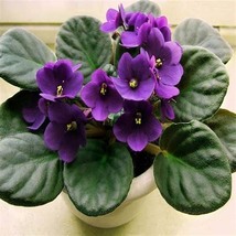 African Red Purple Mini Blue Violet, 100 SEEDS D - £12.81 GBP