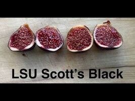 LSU SCOOTS BLACK Fig Cuttings Propagation  - $14.85