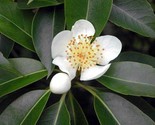 Schima Superba Evergreen Tree 5 seeds USA Fast Shipping - $14.98