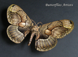 Huge Owl Moth Brahmaea Wallichii Female XL Framed Entomology Collectible Display - $119.99