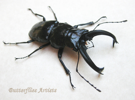 Cantharolethrus Steinheili RARE Real Stag Beetle Framed Entomology Shadowbox - $98.99