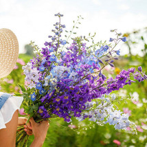 US Seller 200 Seeds Rocket Larkspur Delphinium Tall Mix Wild Cut-Flowers Pressin - £7.94 GBP