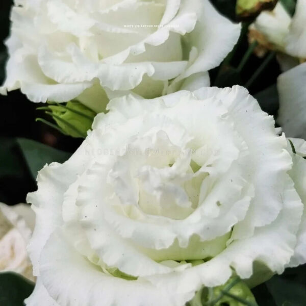 Best 25 Seeds White Lisianthus Flowers Easy to Grow Floral Garden